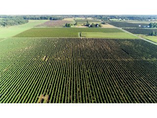 Van Buren County, Michigan Farmland - LAND AUCTION - 300+/- ACRES SPECIALTY CROP - GRAPES AND HOPS - OFFERED IN 8 TRACTS IN VAN BUREN COUNTY, MICHIGAN